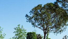 Pinus pinea image