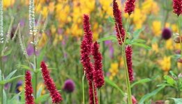 Vaste planten image