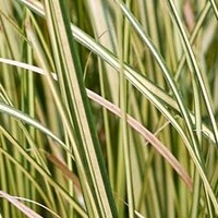 Carex