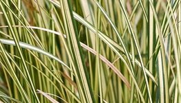 Carex image