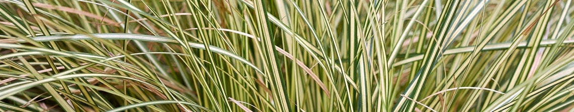 Carex