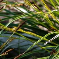 Carex morrowii