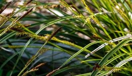 Carex morrowii image