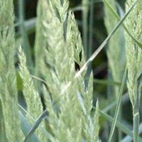 Blauwgras