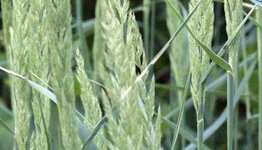 Blauwgras image
