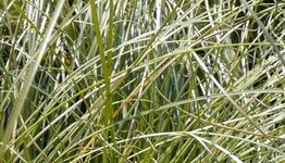 Carex comans image