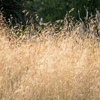 Deschampsia cespitosa 