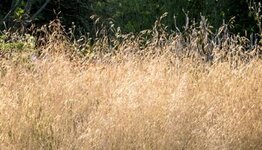 Deschampsia cespitosa  image