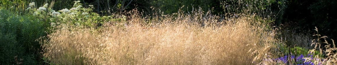 Deschampsia cespitosa 