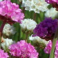 Engels gras 