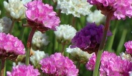 Engels gras  image
