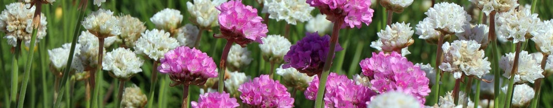 Engels gras 