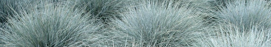 Festuca