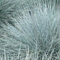Festuca