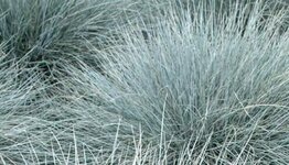Festuca image