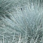 Festuca glauca