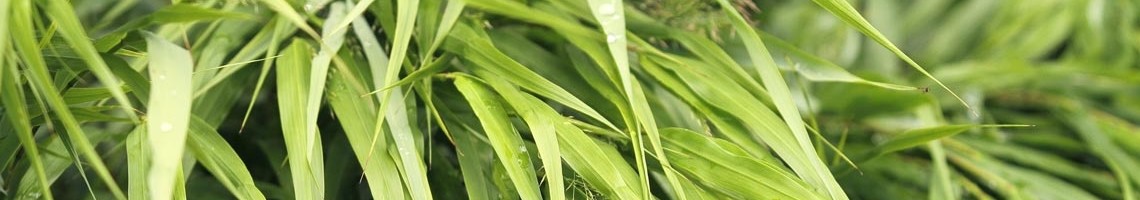 Hakonechloa macra