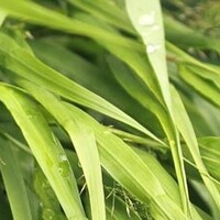 Hakonechloa macra 