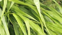 Hakonechloa macra  image