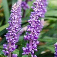 Leliegras
