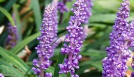 Leliegras image