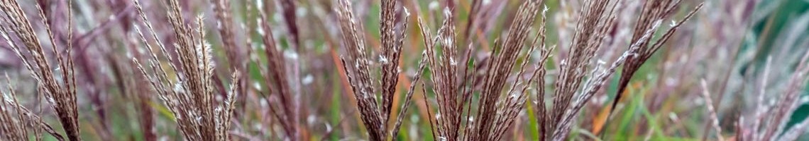 Miscanthus