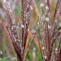 Miscanthus 