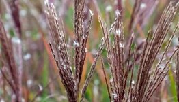Miscanthus  image