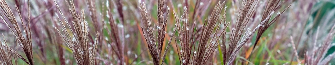 Miscanthus 