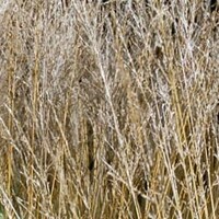 Molinia