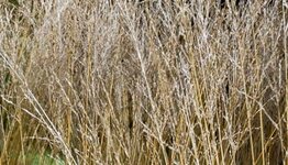 Molinia image