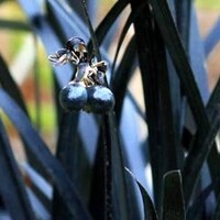 Ophiopogon