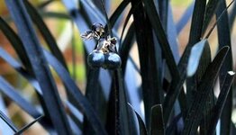 Ophiopogon image