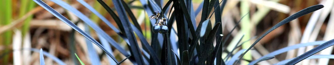 Ophiopogon