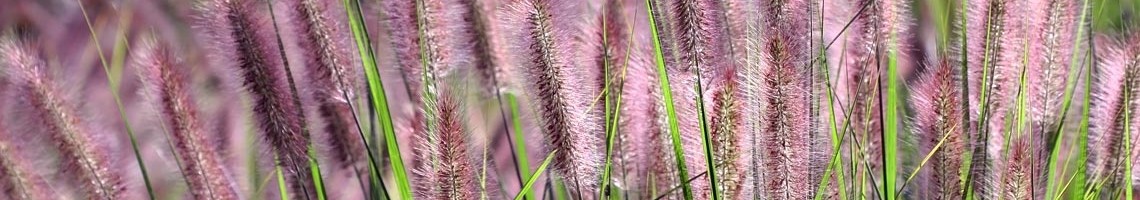 Pennisetum