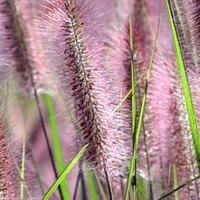 Pennisetum