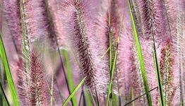 Pennisetum image