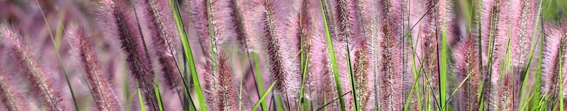 Pennisetum