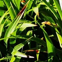 Wintergroene siergrassen