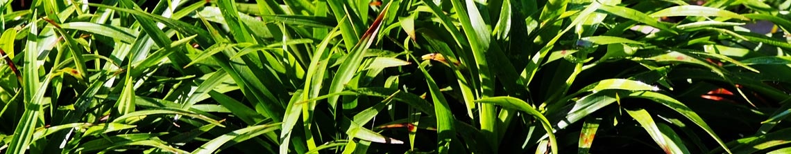 Wintergroene siergrassen