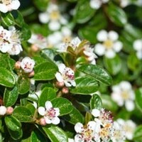 Cotoneaster