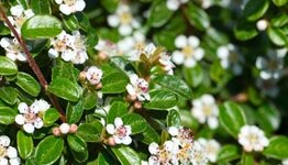Cotoneaster image