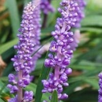 Liriope muscari