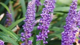 Liriope muscari image
