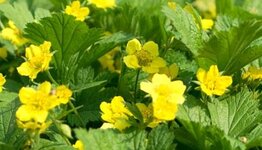 Waldsteinia image