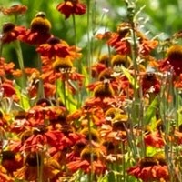 Bloeiende vaste planten