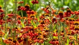 Bloeiende vaste planten image