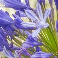 Agapanthus