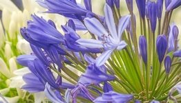 Agapanthus image