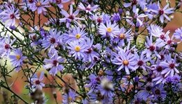 Aster image
